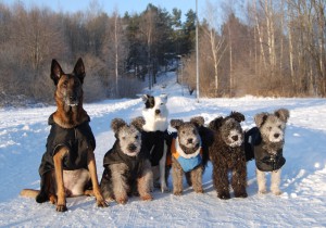 Familjen cirkus-hund!